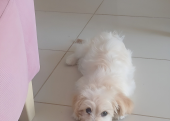 Maltipoo dişi sağlıklı yavrumuz